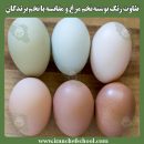 تفاوت رنگ پوسته تخم مرغ و مقایسه با تخم پرندگان
